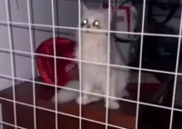 女研究生养猫反向将自己关进笼子 这到底是谁养谁?