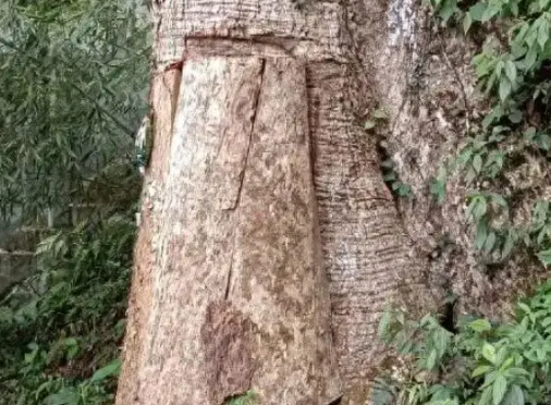 盗割贵州2600年古楠木 三人获刑 保护古树名木的重要性
