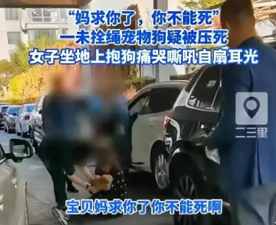 未拴绳的狗被车压死 主人扇脸大哭 遛狗时一定要拴绳