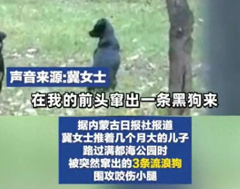 女子带娃路过公园 被3条流浪狗围攻 公园管理方表示深感遗憾和歉意