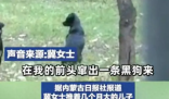 女子带娃路过公园 被3条流浪狗围攻 公园管理方表示深感遗憾和歉意
