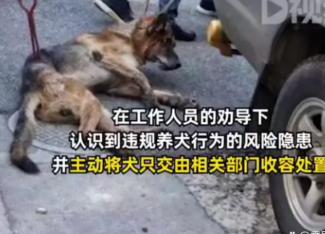 网传民警上门抓德牧犬 上海通报 养犬违规的问题