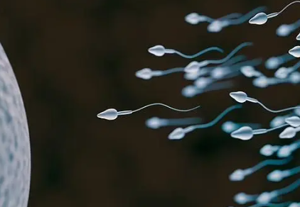 科学家:精子运动违背牛顿第三定律 精子尾巴的甩动应该会损失能量