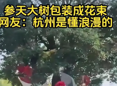 杭州参天大树被包装成巨型花束 让这个城市变得更加充满活力和温馨 