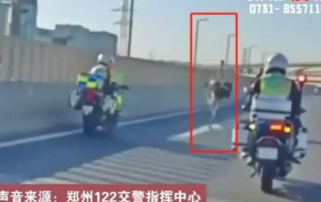 鸵鸟在街头狂奔 交警:跑了几十公里 这到底是怎么回事？