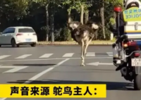 郑州鸵鸟高架奔跑是因“思妻心切” 引发了我们对动物福利问题的关注