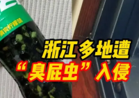 浙江多地出现大量臭屁虫 臭屁虫对人体健康没有实际危害