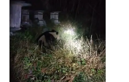 村民夜间偶遇野生大熊猫 这到底是怎么回事？