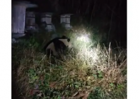 村民夜间偶遇野生大熊猫 这到底是怎么回事？