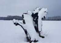在大雪后的车盖上印鬼脸有多好笑 这到底是怎么回事？