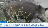 加拿大“超级猪”数量激增 “超级猪”的起源可追溯到上世纪80年代