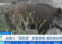 加拿大“超级猪”数量激增 “超级猪”的起源可追溯到上世纪80年代