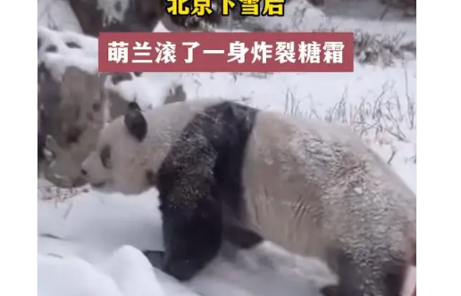 萌兰滚了一身炸裂糖霜 赞美它在雪地中的坚韧和勇气