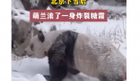 萌兰滚了一身炸裂糖霜 让我们感受到冬天的温暖和快乐
