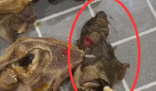 羊肉火锅外卖中疑吃出半截老鼠 这到底是怎么回事？