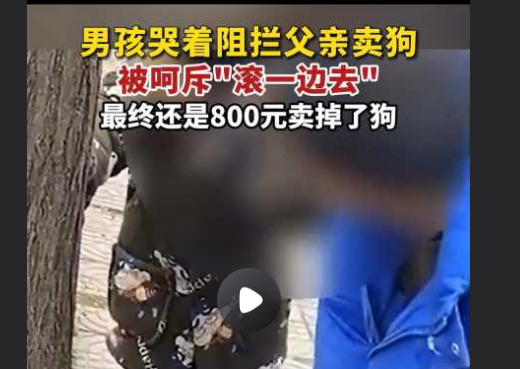 男孩哭着阻拦父亲卖狗被骂滚一边 让我们思考了动物保护和家庭教育的重要性