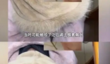 女生反咬老鼠 医生称没有先例 如何正确处理老鼠咬伤?