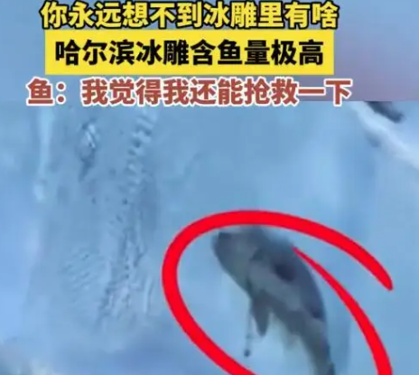 哈尔滨冰雕含鱼量极高 这些鱼究竟来自何处?