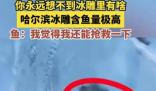 哈尔滨冰雕含鱼量极高 这些鱼究竟来自何处?