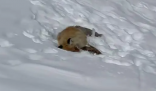 网红狐狸死在雪地里 大量投喂食物会破坏生态环境