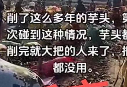 村民哄抢芋头?谣言 这到底是怎么回事？