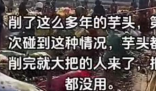 村民哄抢芋头?谣言 背后隐藏了什么秘密？
