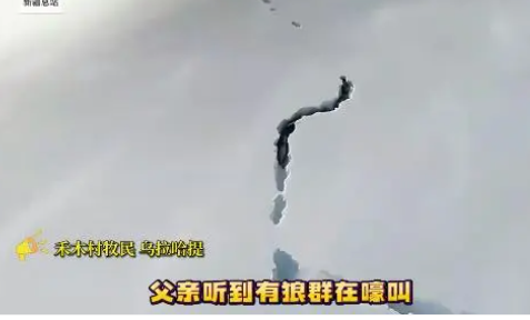 新疆狼群在积雪下挖出一条路 这到底是怎么回事？