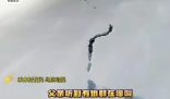 新疆狼群在积雪下挖出一条路 这到底是怎么回事？