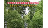 餐厅擅自砍伐外滩7株香樟树被罚47万 背后隐藏了什么秘密？