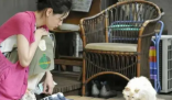 免费领养猫的真相或是贷款买猫 背后隐藏了什么秘密？