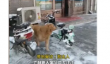 狗狗每次路过狗肉馆都会大声吼 这只狗狗却毫不退缩