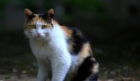 男子被流浪猫绊倒 投喂者赔24万 背后隐藏了什么秘密？
