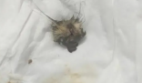网友称在豆瓣酱里吃出老鼠头 那么真相到底如何呢？