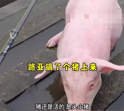 钓鱼时钓上一头活猪 还是活猪