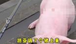 钓鱼时钓上一头活猪 引发关注