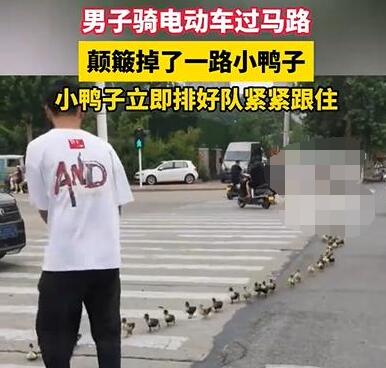 “过马路了不好意思让让鸭~” 究竟是怎么回事？