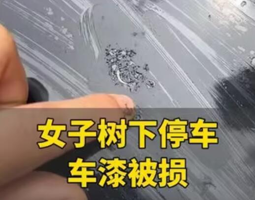 女子将车停在槐树下车漆被腐蚀 画面曝光简直不忍直视