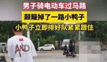 “过马路了不好意思让让鸭~” 究竟是怎么回事？
