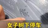 女子将车停在槐树下车漆被腐蚀 画面曝光简直不忍直视