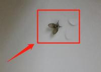 随手拍死蛾蚋 男子被迫摘除眼球 背后真相实在让人惊愕