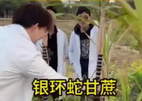 当大学生种出“银环蛇”甘蔗 究竟是什么样的？